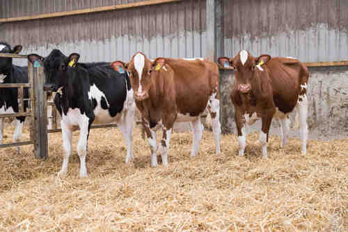 black and brown cows standing in a barn