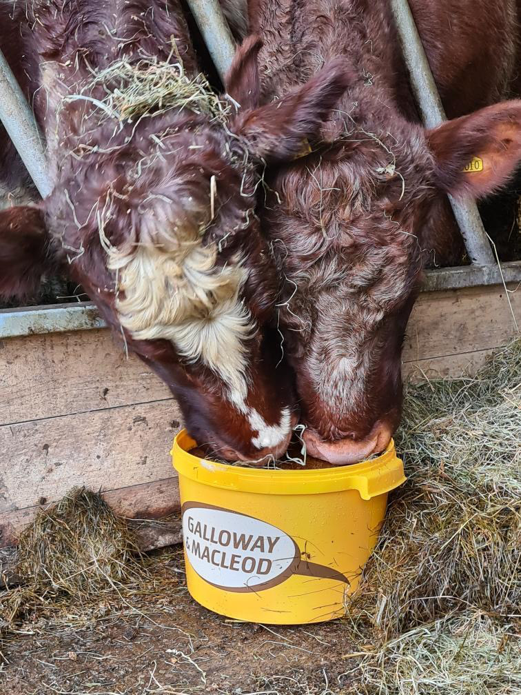Cattle Mineral Buckets Cattle Feed Galloway & Macleod