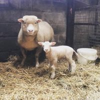 sheep with an ewe eating ewe feed