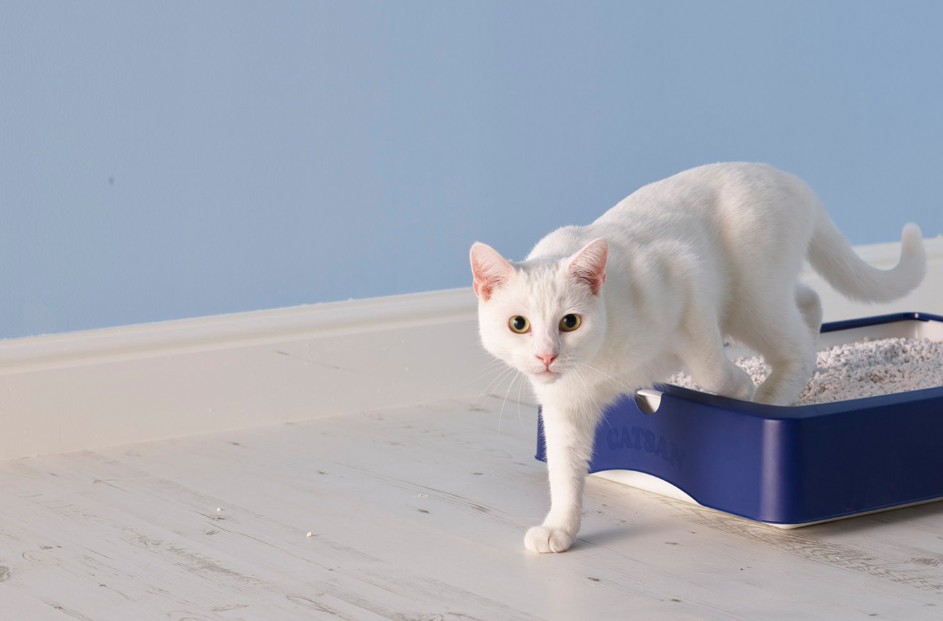 Cat Litter Galloway & MacLeod