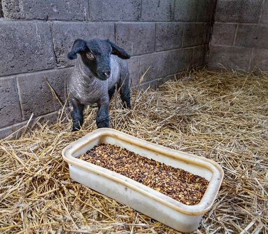 baby lamb standing over feed trough in farm house