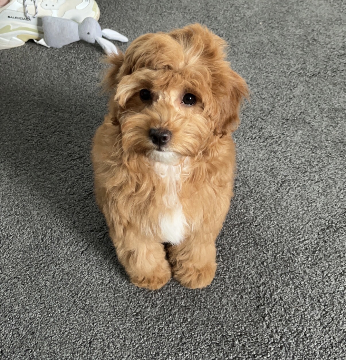 a light brown dog called bonnie waiting for her puppy food