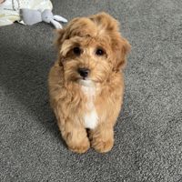 a light brown dog called bonnie waiting for her puppy food