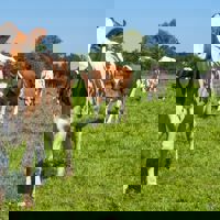 dairy cattle herd in a grass field