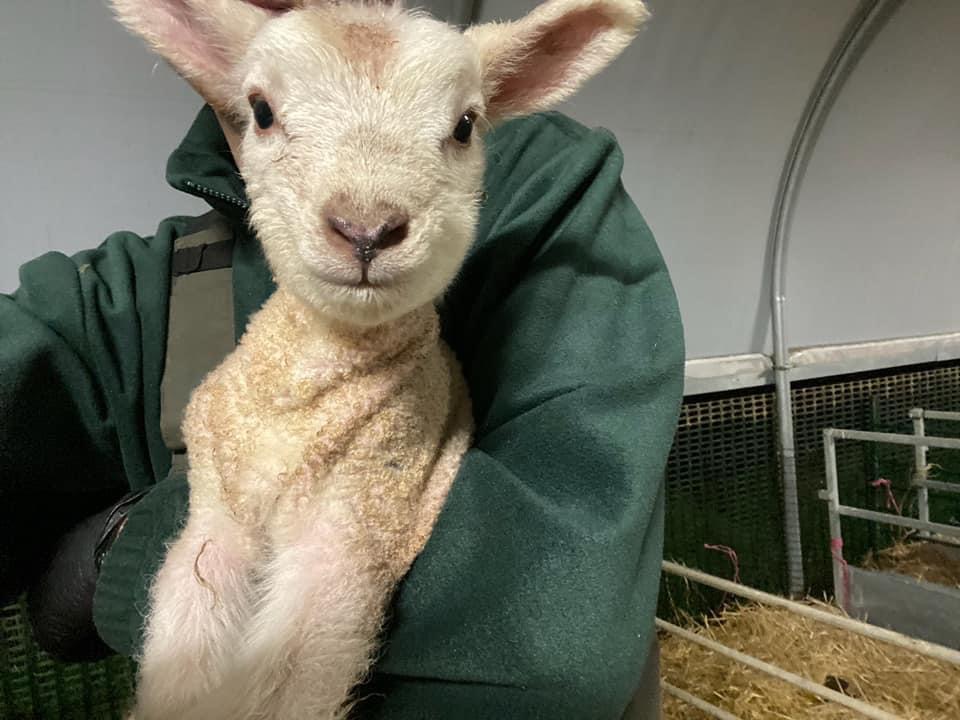 baby lamb being held by farmer in modern farm house