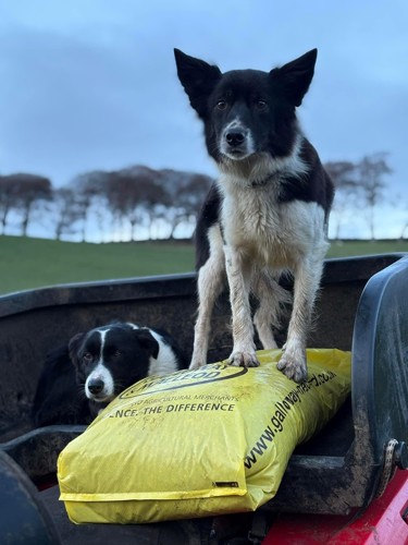 farm dogs standing on tractor seat in field with galloway and macleod feed