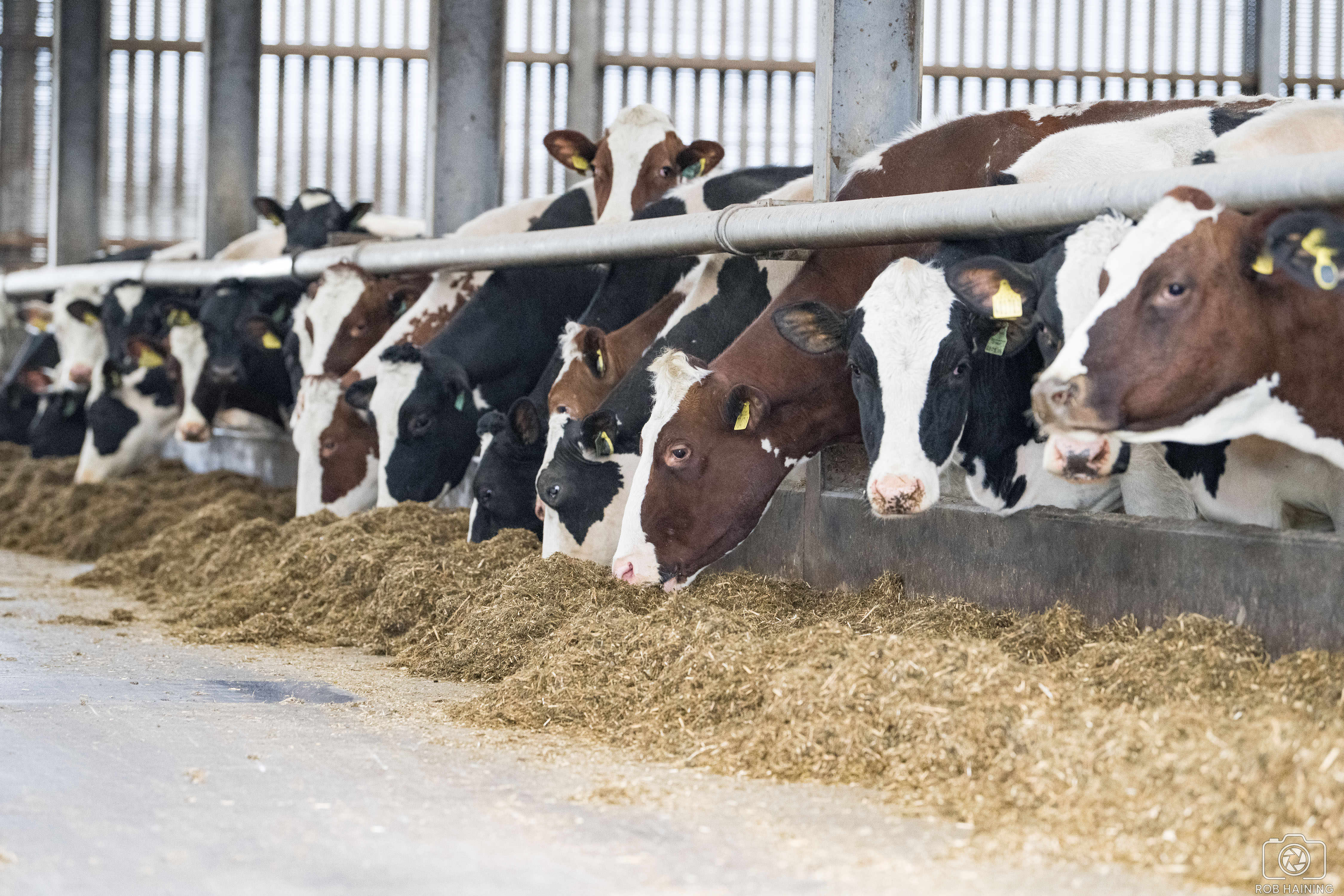 cows grazing hay inside farm warehouse